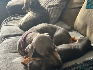 Dachshund dogs 7 Beautiful dachshund puppies - Advert 1