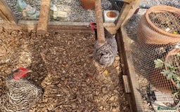 Chickens poultry for sale: Hybrid Chickens for sale  - Image 4