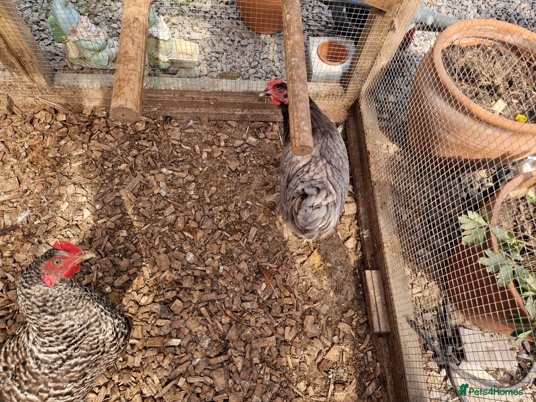 Chickens poultry for sale: Hybrid Chickens for sale  - Image 4