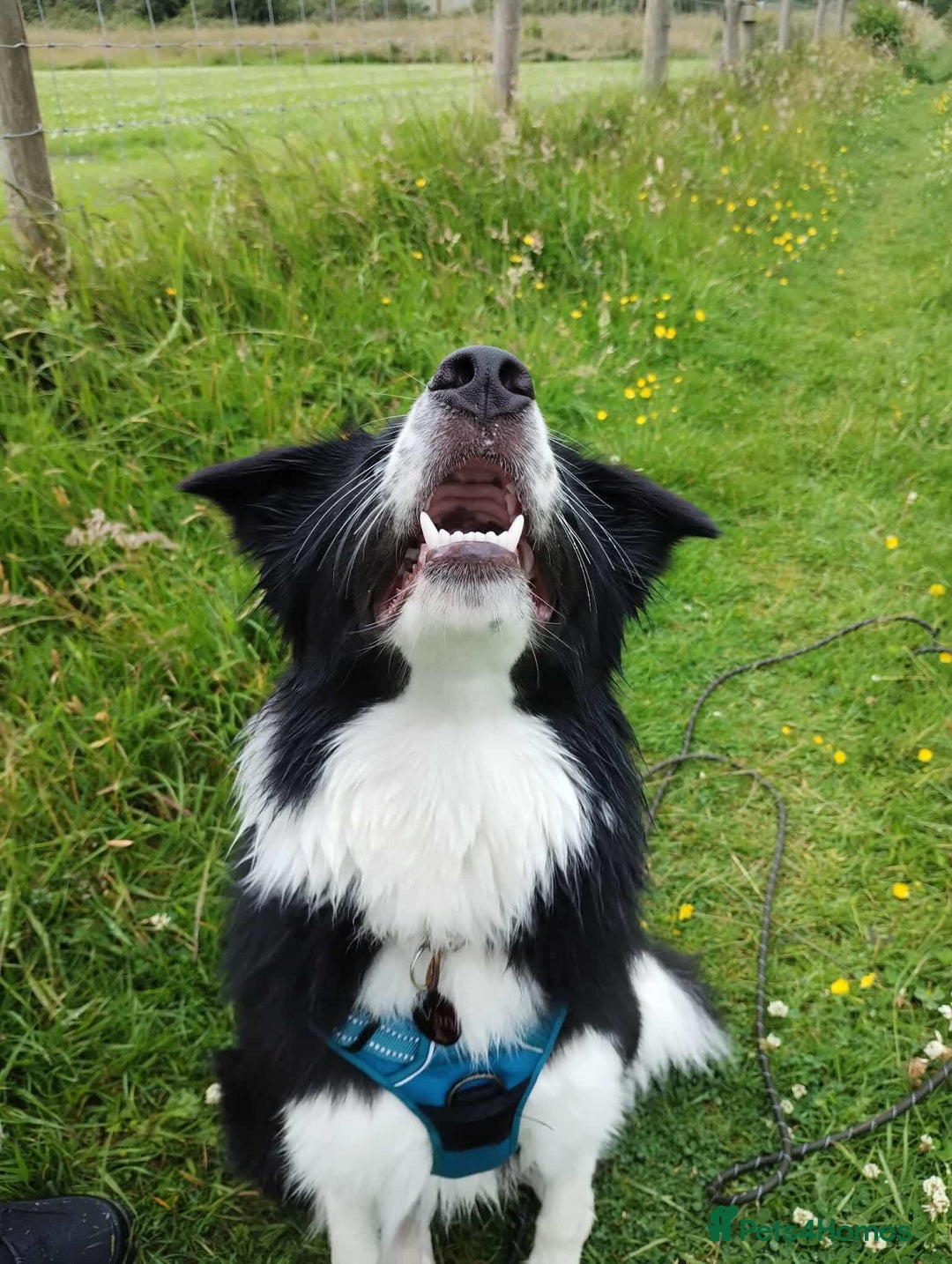 Border Collie dogs for sale: 5⭐️breeder KC DNA tested champions border collie  - Advert 7