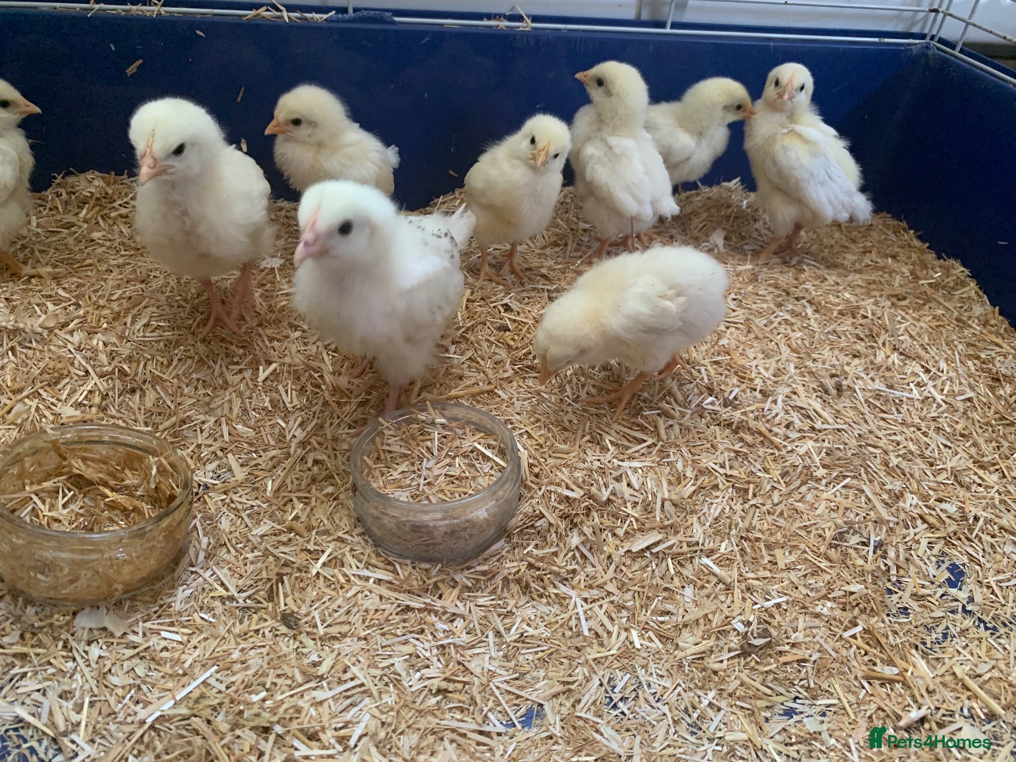 Chickens poultry White Sussex Chicks - Advert 1