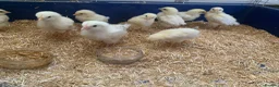 Chickens poultry for sale: White Sussex Chicks - Advert 1