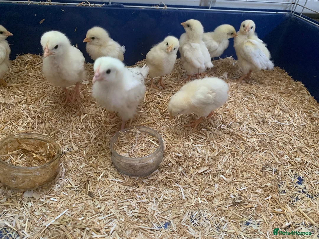 Chickens poultry for sale: White Sussex Chicks - Advert 1
