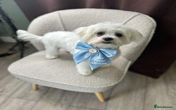 Maltese dogs for sale: 8 month old Female pedigree Maltese  - Image 1