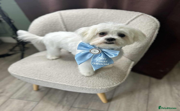 Maltese dogs - Advert 8