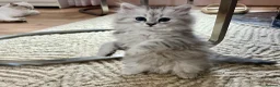 British Longhair cats for sale: British longhair cross kittens  - Advert 3