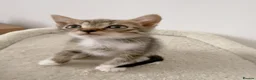 Mixed Breed cats for sale: Reggie, tabby mix male kitten  - Advert 7