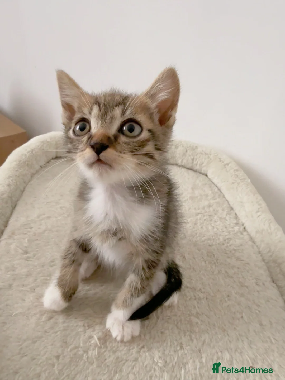 Mixed Breed cats for sale: Reggie, tabby mix male kitten  - Advert 7