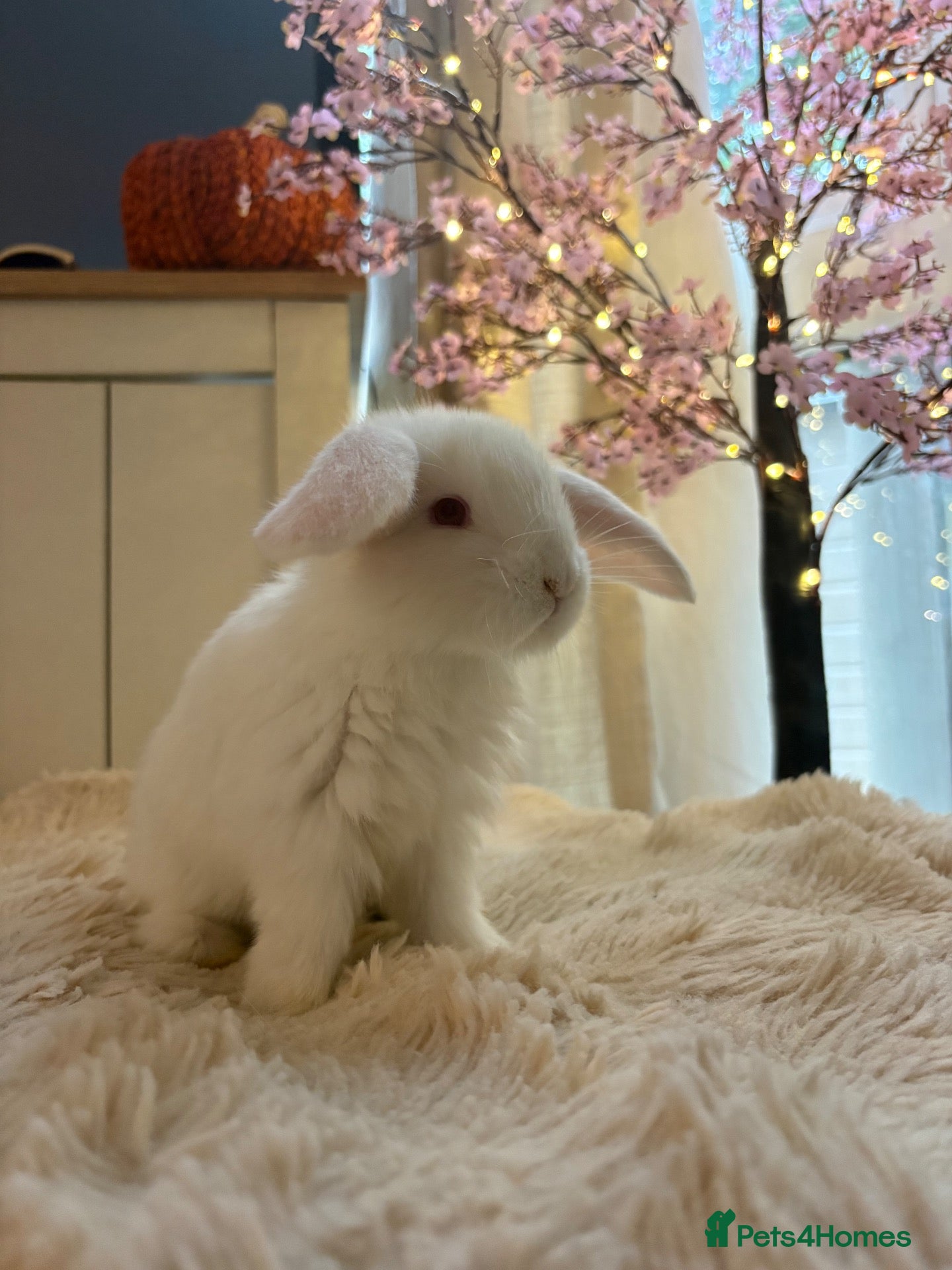 French Lop rabbits The happy hoppers French lop babies - Advert 22