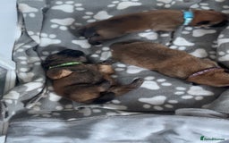 Chow Chow dogs for sale: 3 Stunning chow chow for sale  - Image 19