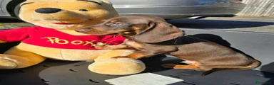 Dachshund 1