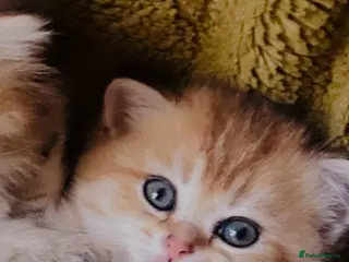 Scottish Fold cats Kittens Ready for Their Forever Homes - Advert 1