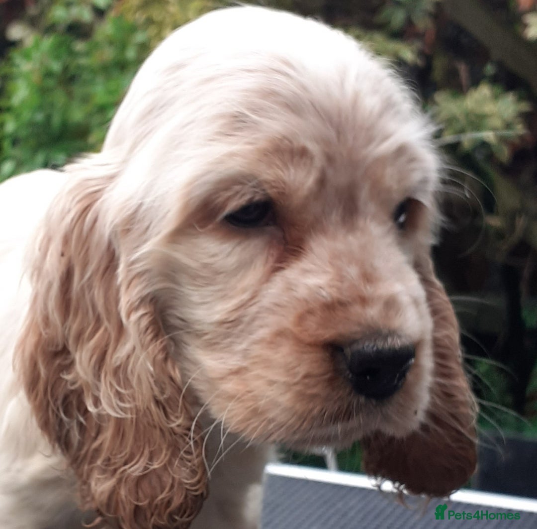 Cocker Spaniel dogs for sale: Adorable KC show cocker spaniels - Advert 2