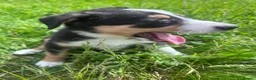Mixed Breed dogs for sale: Beautiful tri colour border collie pups - Advert 2