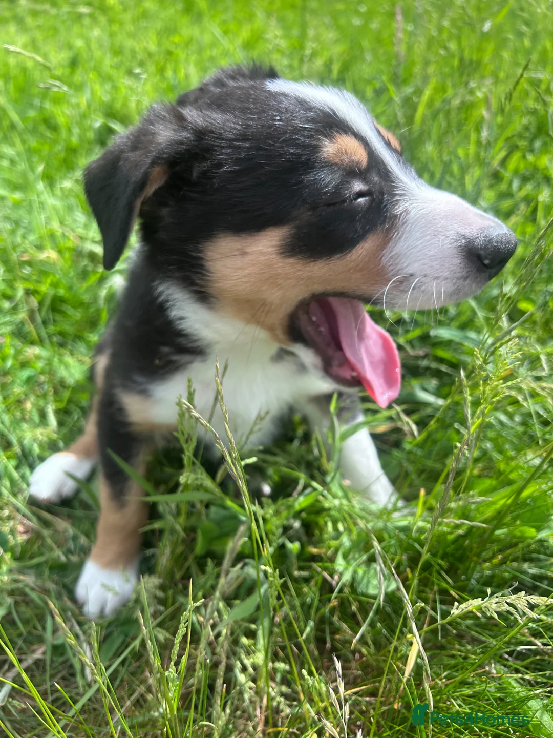 Mixed Breed dogs for sale: Beautiful tri colour border collie pups - Advert 2