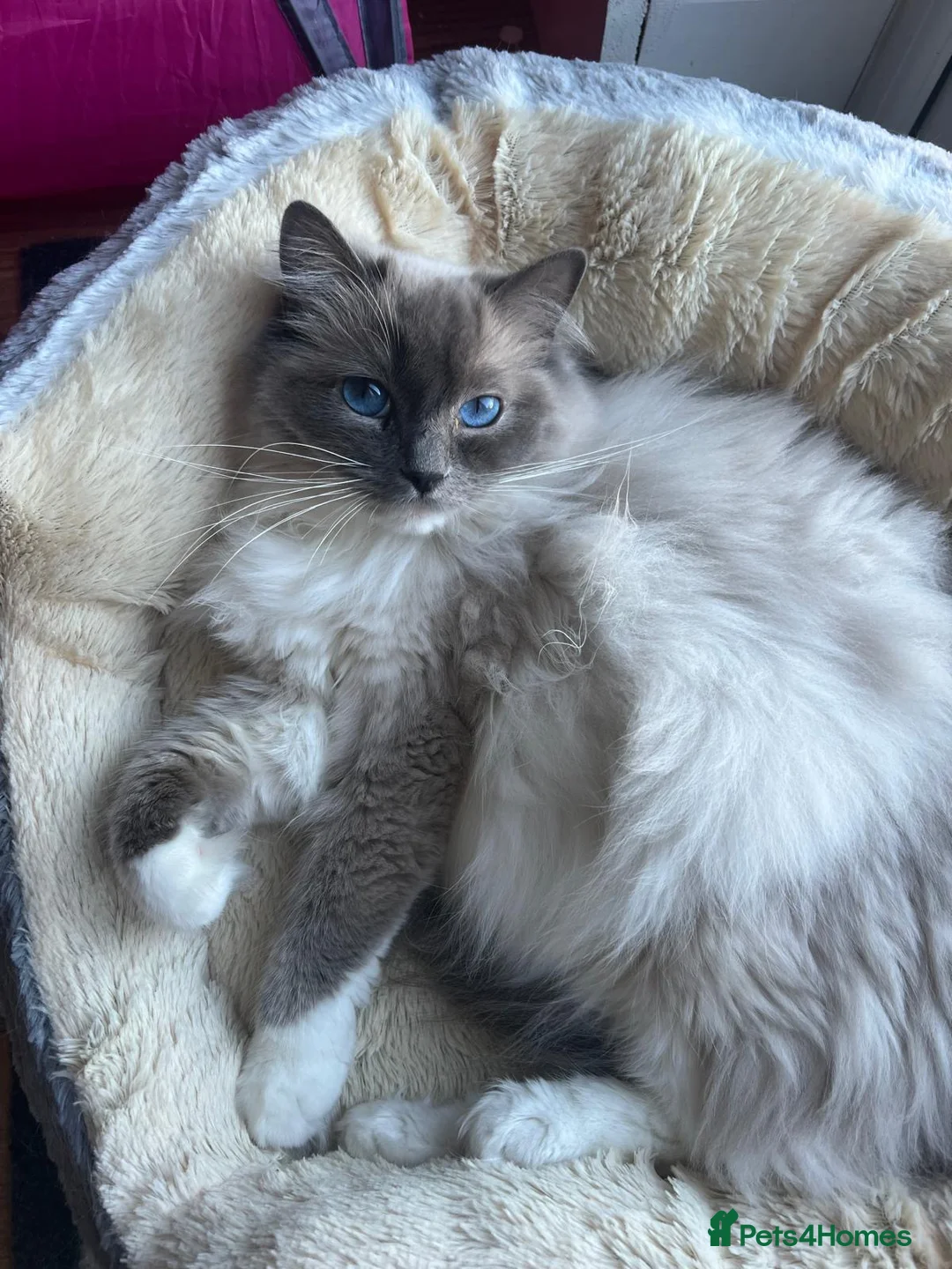 Ragdoll cats for sale: Ragdoll Kittens - Advert 2