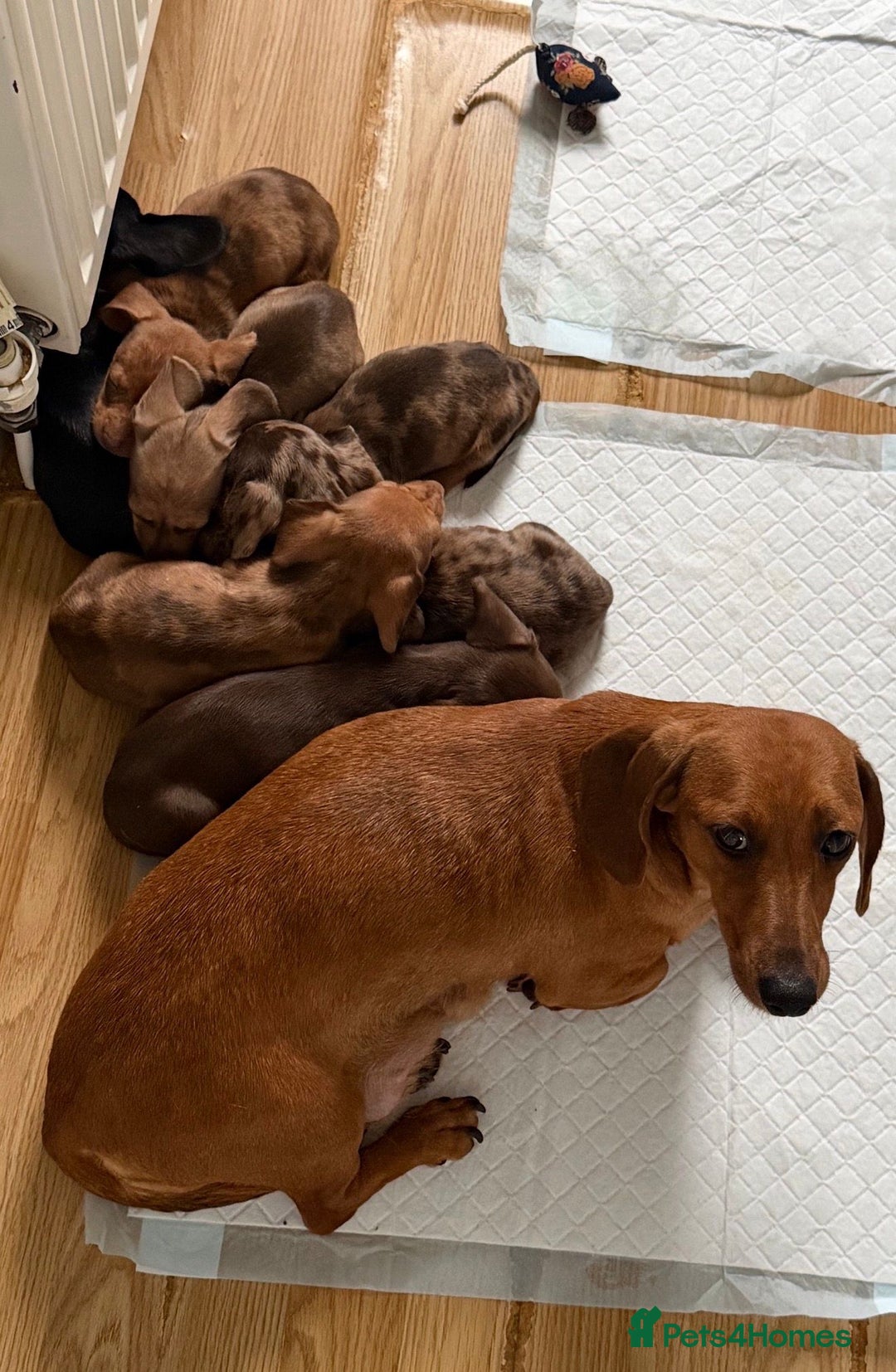 Dachshund dogs for sale: Amazing miniature dashhounds  - Advert 2