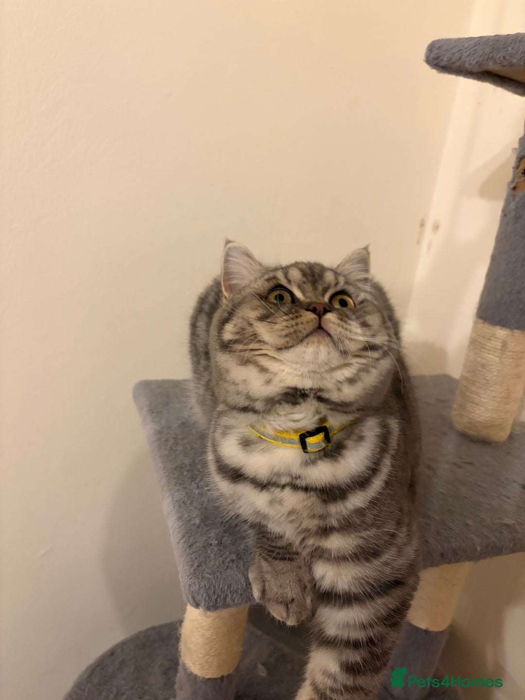 British Shorthair cats for sale: 3 Kittens•Full Pedigree•Champions bloodline•GCCF - Advert 26