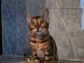 Bengal cats - Advert 26