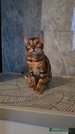 Bengal cats - Advert 14