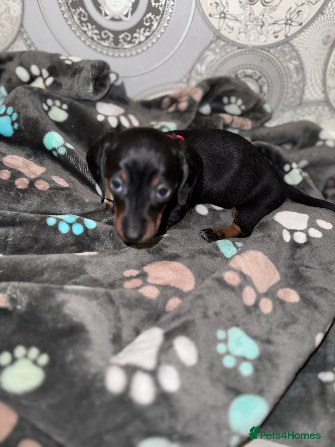 Dachshund dogs for sale: Dachshund Puppies  - Advert 11