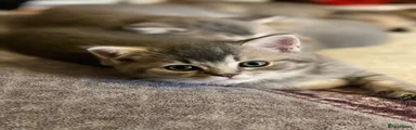 British Shorthair Kitten 3