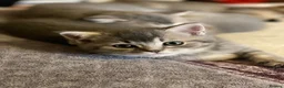 British Shorthair cats for sale: Beautiful BSH kittens in Doncaster - Advert 7