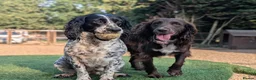 Cocker Spaniel dogs for sale: Stunning working cocker spaniels  - Advert 21