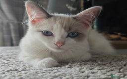 Ragdoll cats for sale: BEAUTIFUL RAGDOLL KITTENS - Image 20