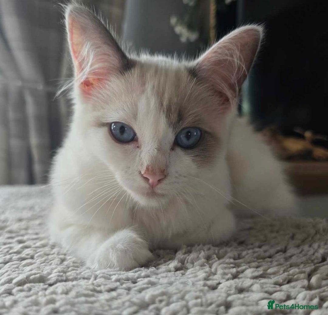 Ragdoll cats for sale: BEAUTIFUL RAGDOLL KITTENS - Image 20