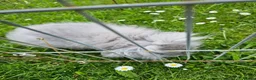 Lionhead rabbits for sale: Teddywidder doe in Swadlincote - Advert 5