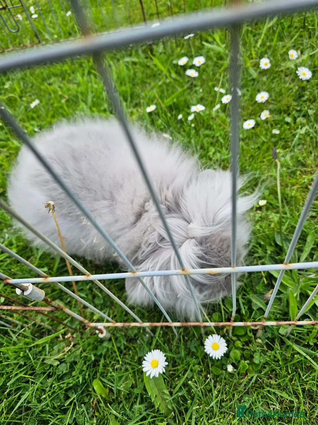 Lionhead rabbits for sale: Teddywidder doe in Swadlincote - Advert 5