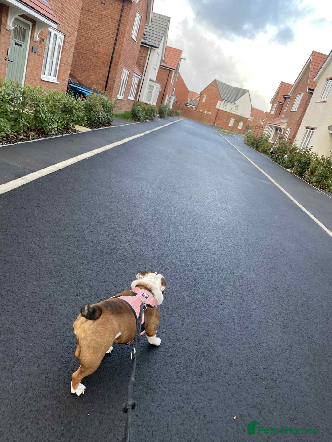 English Bulldog dogs for sale: British bulldog holly  - Image 3