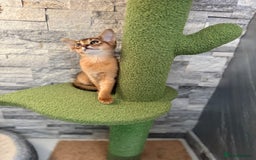 Abyssinian cats for sale: Last Pedigree abbysinian girl left! - Image 7
