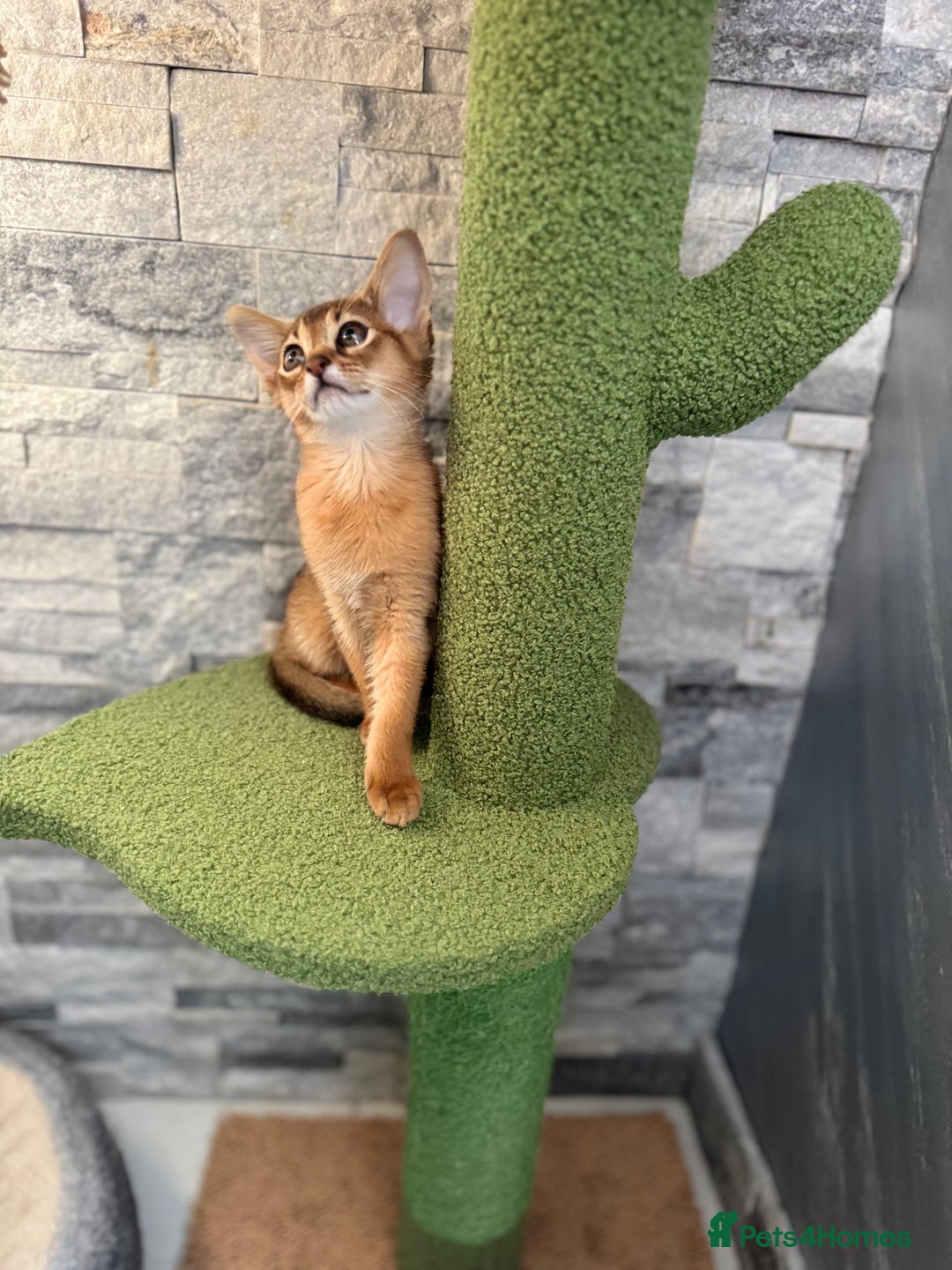 Abyssinian cats for sale: Last Pedigree abbysinian girl left! - Image 7