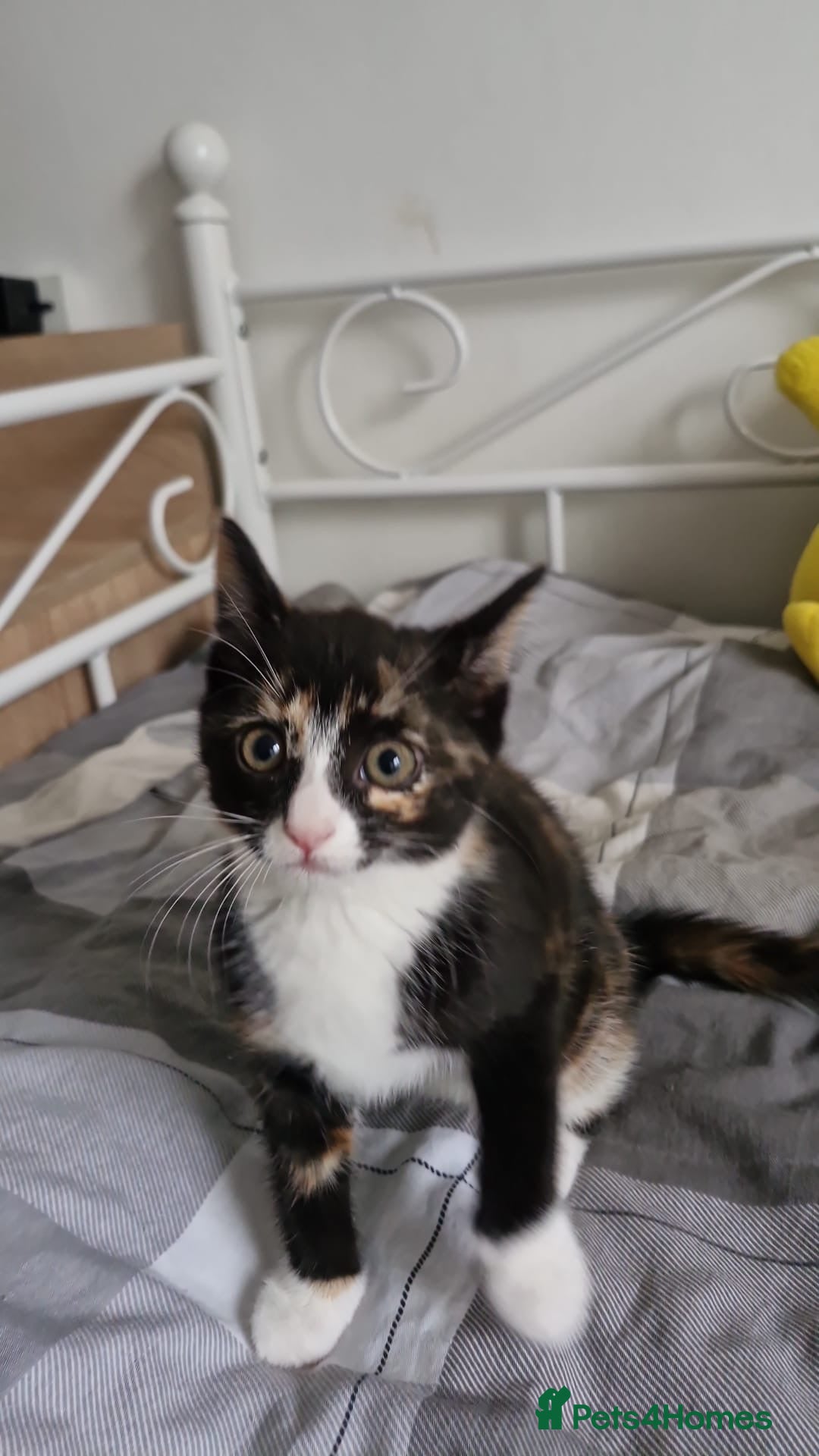 Domestic Shorthair cats for sale: Cat girls - Image 3