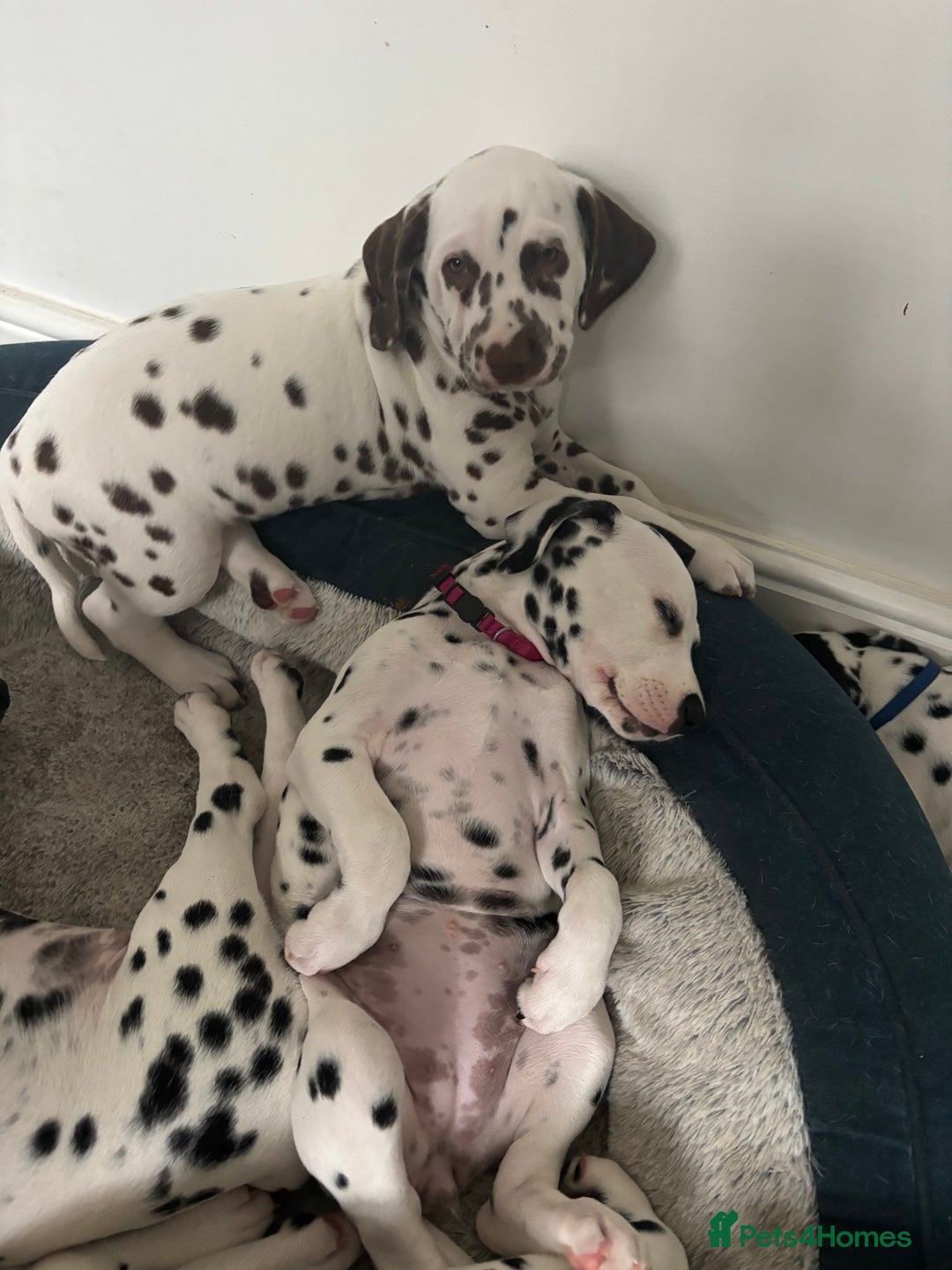 Dalmatian dogs for sale: Stunning mixed litter of Dalmatians  - Advert 31