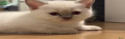 Scottish Fold cats for sale: Scottish fold and strait kittens - Advert 10