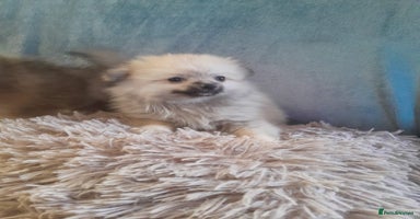 Pomeranian dogs - Advert 9