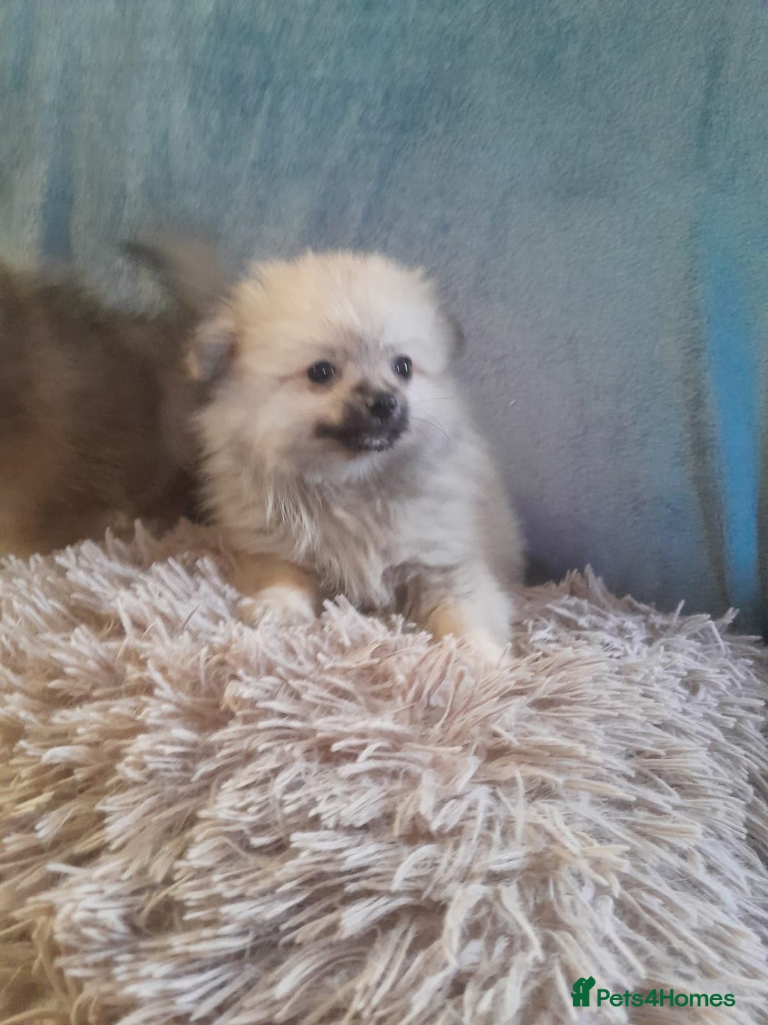 Pomeranian dogs for sale: Pomeranian puppies - Image 3