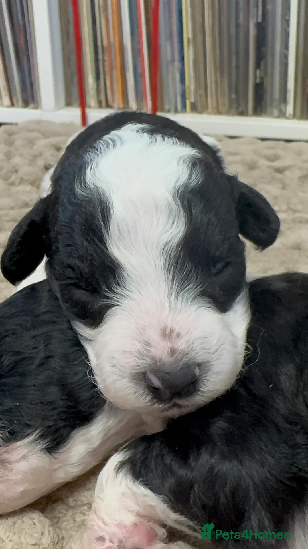 Toy Poodle dogs for sale: Tiny toy poodle boys available for reservation - Advert 2