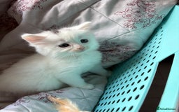 Ragdoll cats for sale: 2 left! Female Ragdoll mix kittens for sale  - Image 6