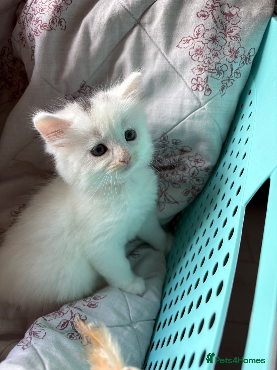 Ragdoll cats for sale: 2 left! Female Ragdoll mix kittens for sale  - Image 6