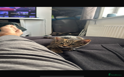 American Shorthair cats for sale: Beautiful Female Kitten/Cat - Advert 10