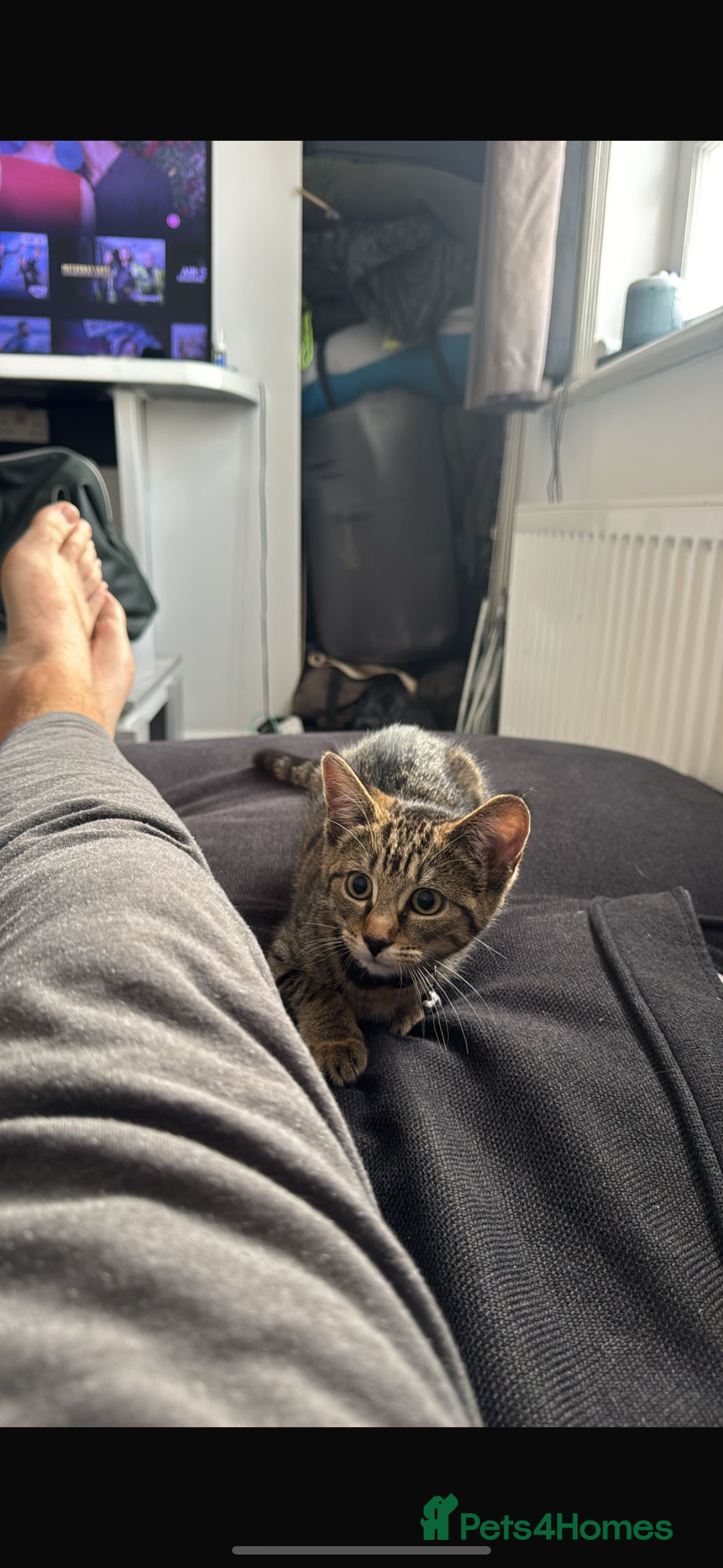 American Shorthair cats for sale: Beautiful Female Kitten/Cat - Advert 10