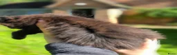 Maine Coon cats for sale: Tica premium Maine coon kittens from £850 - Advert 13
