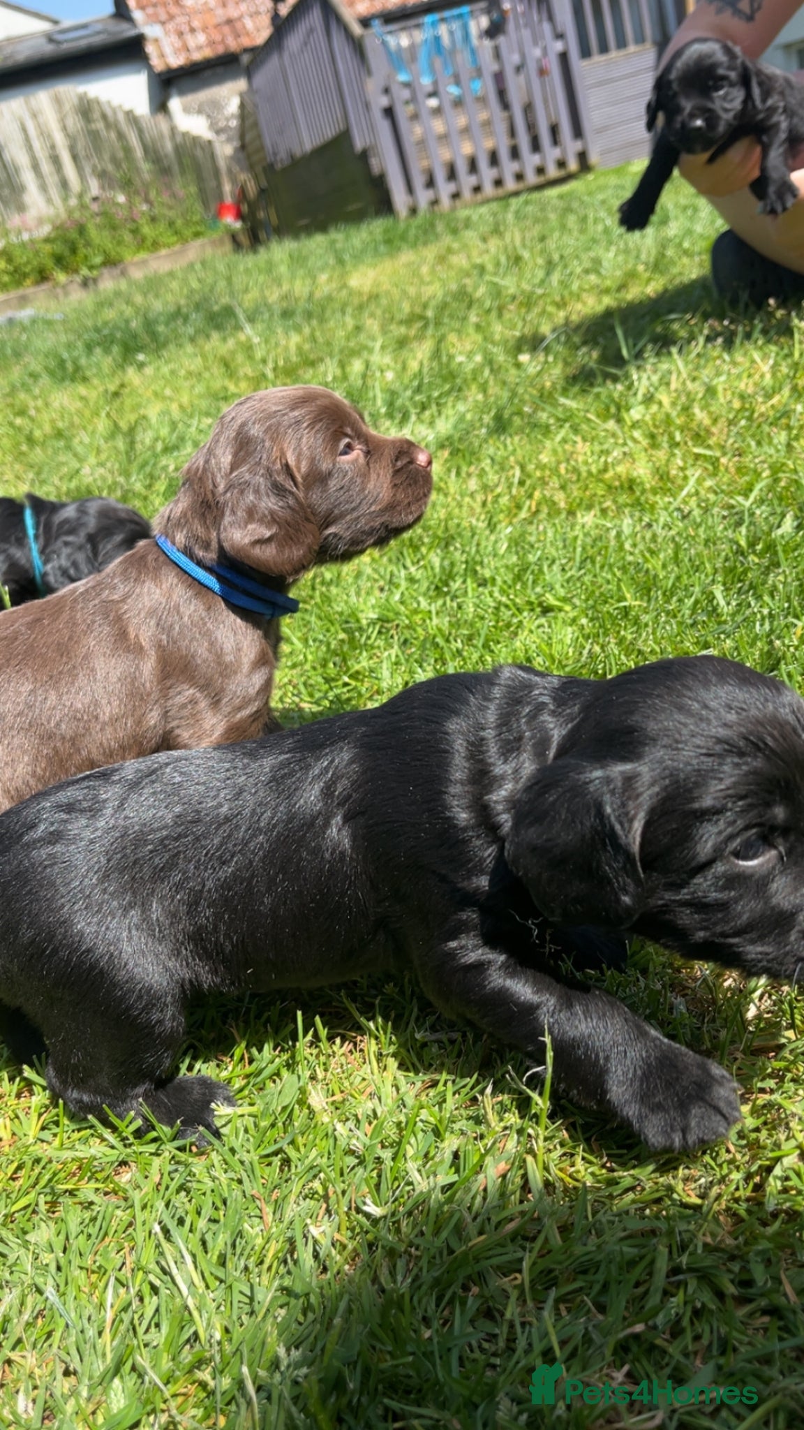 Sprocker dogs for sale: Fully health tested F1 working Sprocker spaniels  - Advert 3