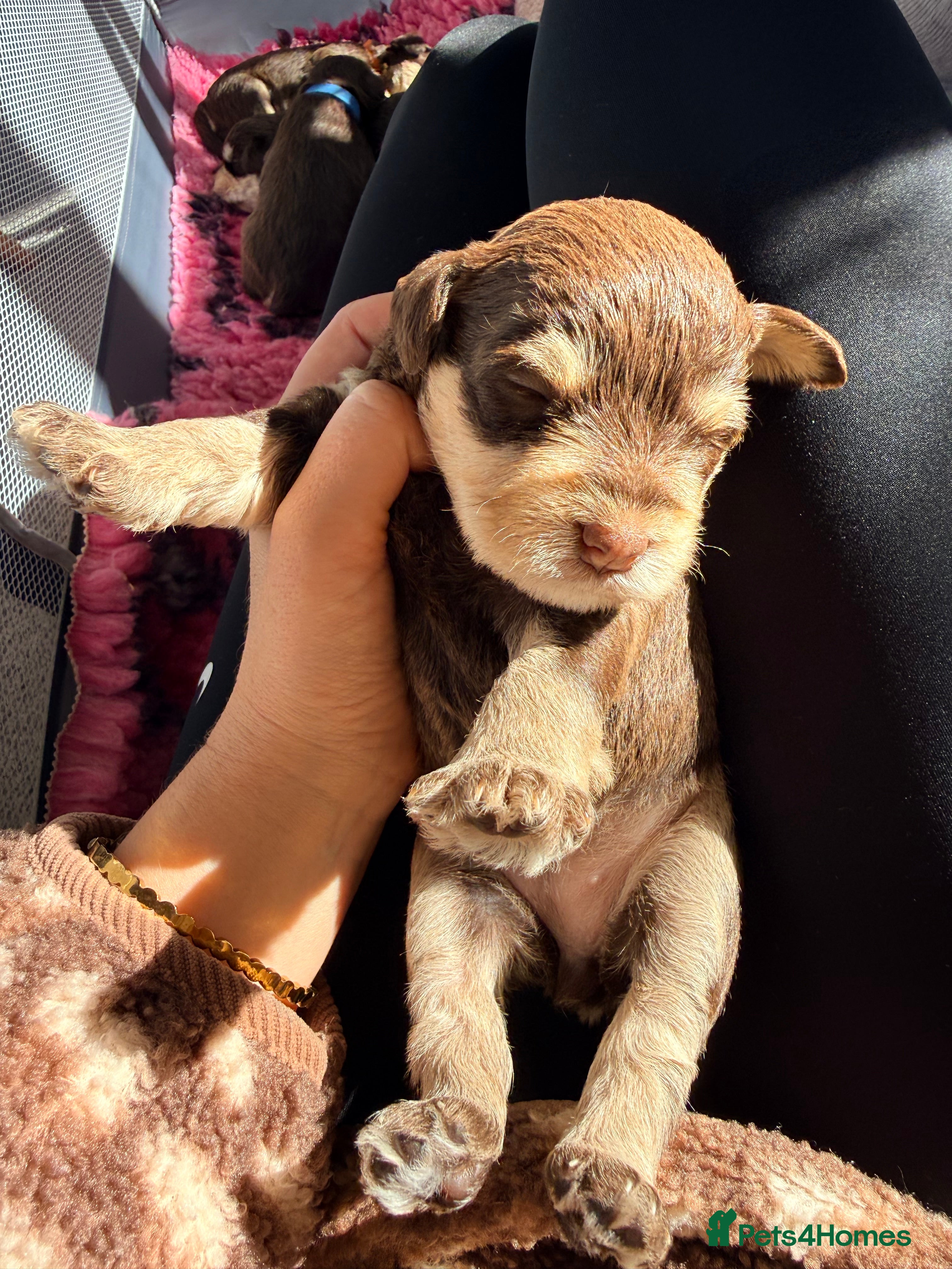 Miniature Schnauzer dogs for sale: Toy Asian Schnauzers & Mini Asian Schnauzers  - Advert 2