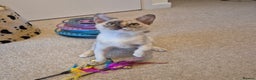 Burmese cats for sale: Gorgeous Pedigree Burmese Kittens - Advert 6