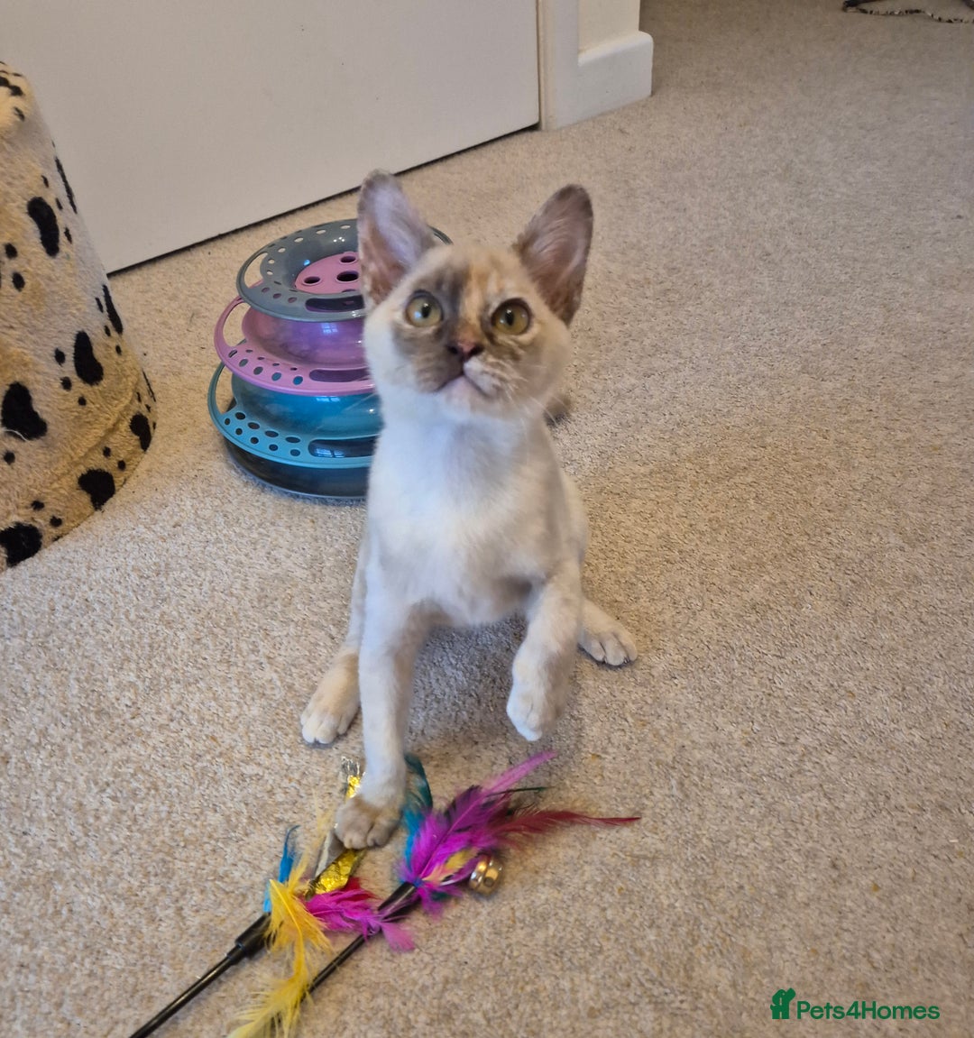 Burmese cats for sale: Gorgeous Pedigree Burmese Kittens - Advert 6